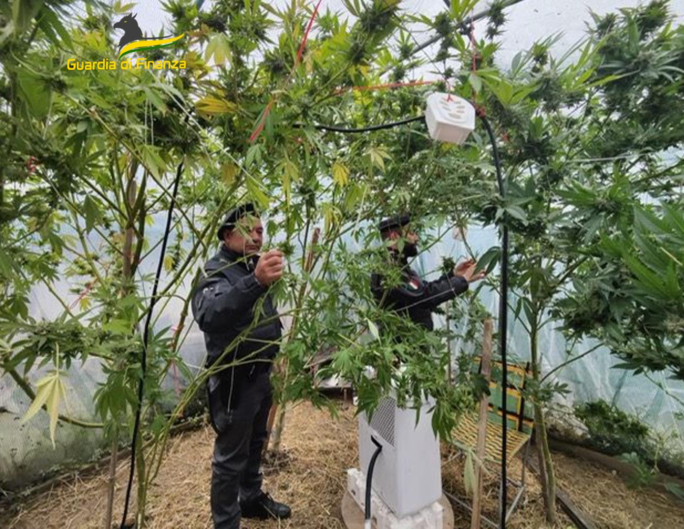 Coltivavano cannabis a Cavallermaggiore, quattro nei guai