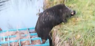 Cinghiale cade nella diga della centrale di Trappa, portato in salvo (video) La Guida - Cinghiale cade nella diga della centrale di Trappa, portato in salvo (video)