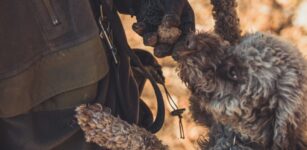 Inizia la raccolta del tartufo nero pregiato della Valle Grana La Guida - Inizia la raccolta del tartufo nero pregiato della Valle Grana
