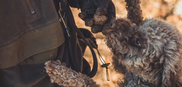 La Guida - Inizia la raccolta del tartufo nero pregiato della Valle Grana