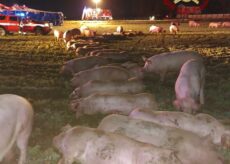 La Guida - Trenta maiali morti su un camion ribaltato a Cavallermaggiore