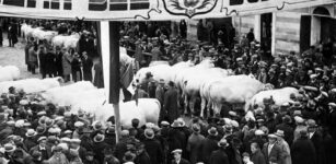 La Guida - Una cartolina di Poste Italiane per la Fiera del Bue grasso di Carrù