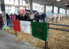 La Guida - A Ceva si è svolta la “Fiera di Santa Lucia”