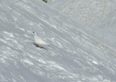 La Guida - Cacciare su terreno coperto da neve? “La Regione vuole modificare la norma”