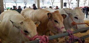 La Fiera del Bue Grasso di Carrù sotto il segno della neve La Guida - La Fiera del Bue Grasso di Carrù sotto il segno della neve