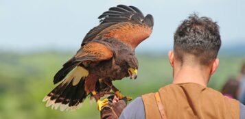 La Guida - Anche in Granda nasce il registro provinciale dei falconieri
