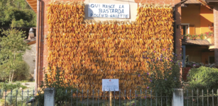 La Guida - A Caraglio la trebbiatura antica della meliga ‘Bastarda’ della Valle Grana