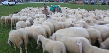 La Guida - Limone, assolto dall’accusa di sfruttamento sul lavoro in alpeggio