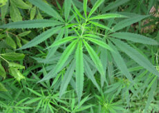 La Guida - Cannabis light, venditore prosciolto per tenuità del fatto