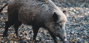 La Guida - Il cinghiale e i suoi tanti danni all’agricoltura