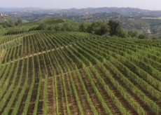 La Guida - The Green Experience e una viticoltura sostenibile