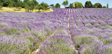 La Guida - Come passare dalla produzione convenzionale a quella biologica