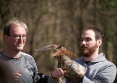 La Guida - Spettacolo di falconeria alla riserva naturale dei Ciciu del Villar