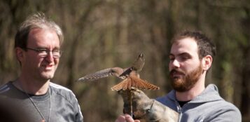 La Guida - Spettacolo di falconeria alla riserva naturale dei Ciciu del Villar