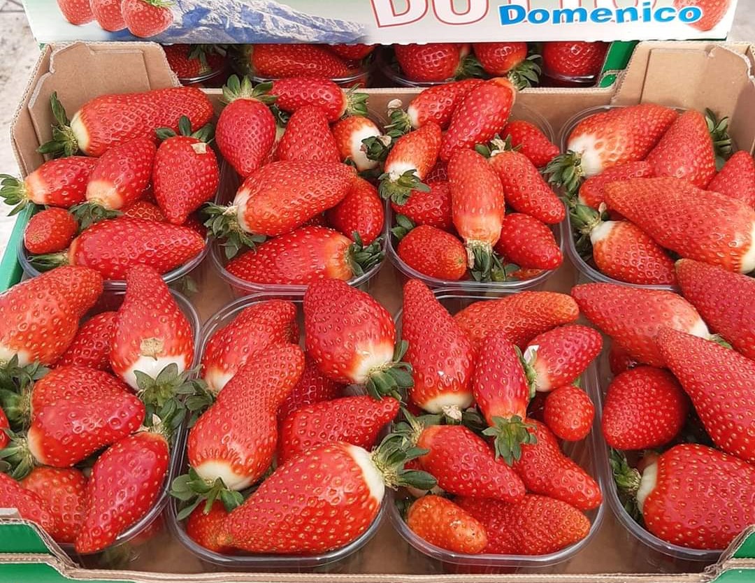 A Mondovì debutto stagionale per la fragola di Peveragno