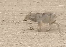 La Guida - Un lupo nel campo a bordo strada tra Beinette e Margarita (video)
