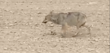 La Guida - Lupi sbranano pecore nane a Bombonina