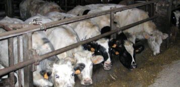 La Guida - Incidente mortale mentre distribuiva il mais ai bovini, perizie