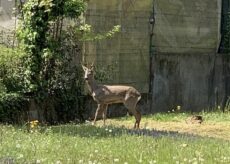 La Guida - Caraglio, un capriolo nei giardini delle case del centro