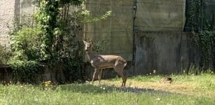 La Guida - Caraglio, un capriolo nei giardini delle case del centro