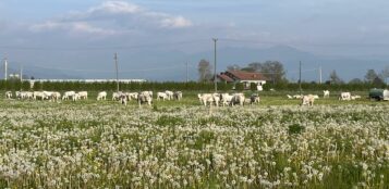 La Guida - Razza bovina Piemontese, da dove ripartire per rilanciare il mercato?