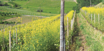 La Guida - Caldo e siccità impongono scelte forti e nuove, anche in vigna