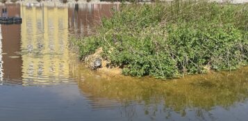 La Guida - Anatroccoli nel laghetto di Parco Parri (VIDEO)