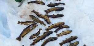 Una multa da 1.400 euro per danno alla fauna ittica La Guida - Una multa da 1.400 euro per danno alla fauna ittica