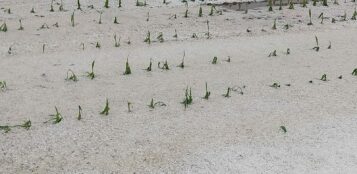 La Guida - Cereali e ortaggi distrutti dalla grandine nel saluzzese