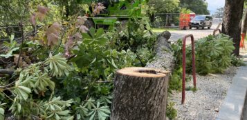 La Guida - Due alberi “fragili e danneggiati” abbattuti in corso Giovanni XXIII