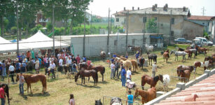 La Guida - A Passatore torna il “Raduno Cavalli”, passione a quattro zampe