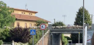 Pecore zampettano dove un tempo passava il treno, alle porte di Cuneo (video) La Guida - Pecore zampettano dove un tempo passava il treno, alle porte di Cuneo (video)