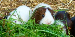 La Guida - Domenica al Miac torna l’appuntamento con il mercatino dei piccoli animali
