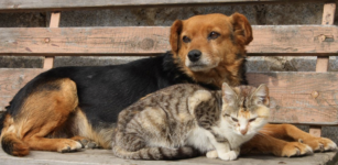 La Guida - Donare la spesa per cani e gatti