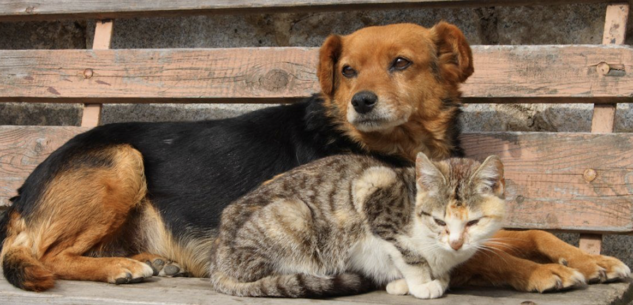 La Guida - Donare la spesa per cani e gatti
