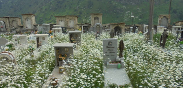 La Guida - Il cimitero di Castelmagno “galleggia” in un mare di margherite