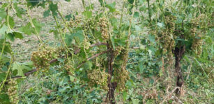 La Guida - Grandinata nel Roero e nelle Langhe, inzia la conta dei danni