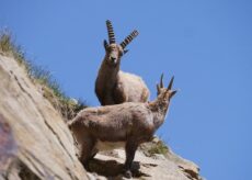 La Guida - La “scimmia ubriaca” inaugura la rassegna “I giovedì del Parco”