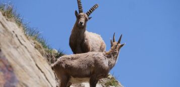 La Guida - La “scimmia ubriaca” inaugura la rassegna “I giovedì del Parco”