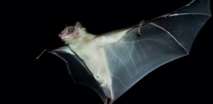 La Guida - Conoscere i pipistrelli con il Parco del Monviso