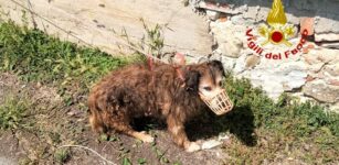 Cane cade in un canale idrico a Montanera, salvato La Guida - Cane cade in un canale idrico a Montanera, salvato