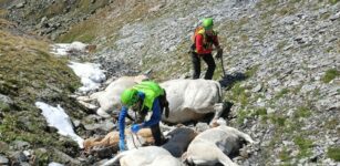 La Guida - Una trentina di bovini deceduti a causa del maltempo in val Varaita