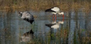 La Guida - Mini corso di bird watching per bambini e visita al centro cicogne e anatidi