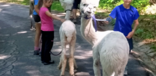 La Guida - Passeggiata con alpaca, asinelli e caprette tibetane