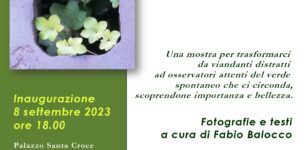 Verde clandestino, il verde spontaneo in città La Guida - Verde clandestino, il verde spontaneo in città