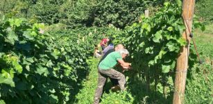 La Guida - La prima vendemmia del vino comunitario di Sampeyre