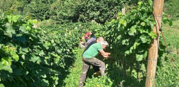 La Guida - Il vino rimane un riferimento economico fondamentale in Granda