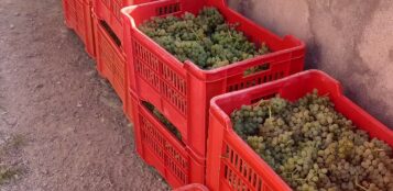 La Guida - A Cuneo si parla di sostenibilità del settore vitivinicolo