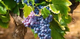 La Guida - Vendemmia 2023: si prospetta una buona qualità del vino