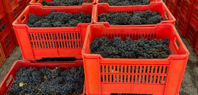 La Guida - Al Miac è tornato il mercato delle uve